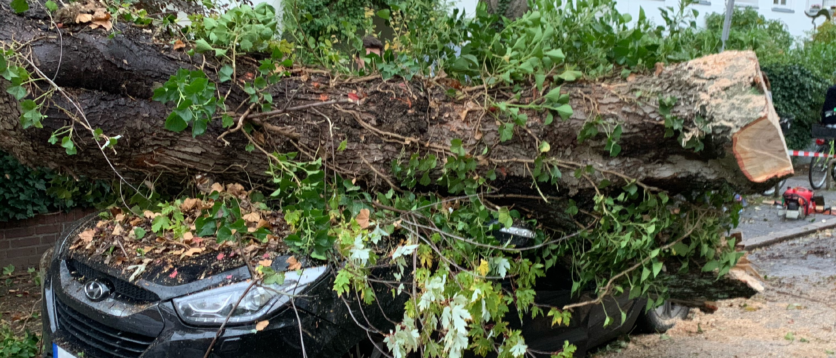 Großer Baum beschädigt mehrere Autos