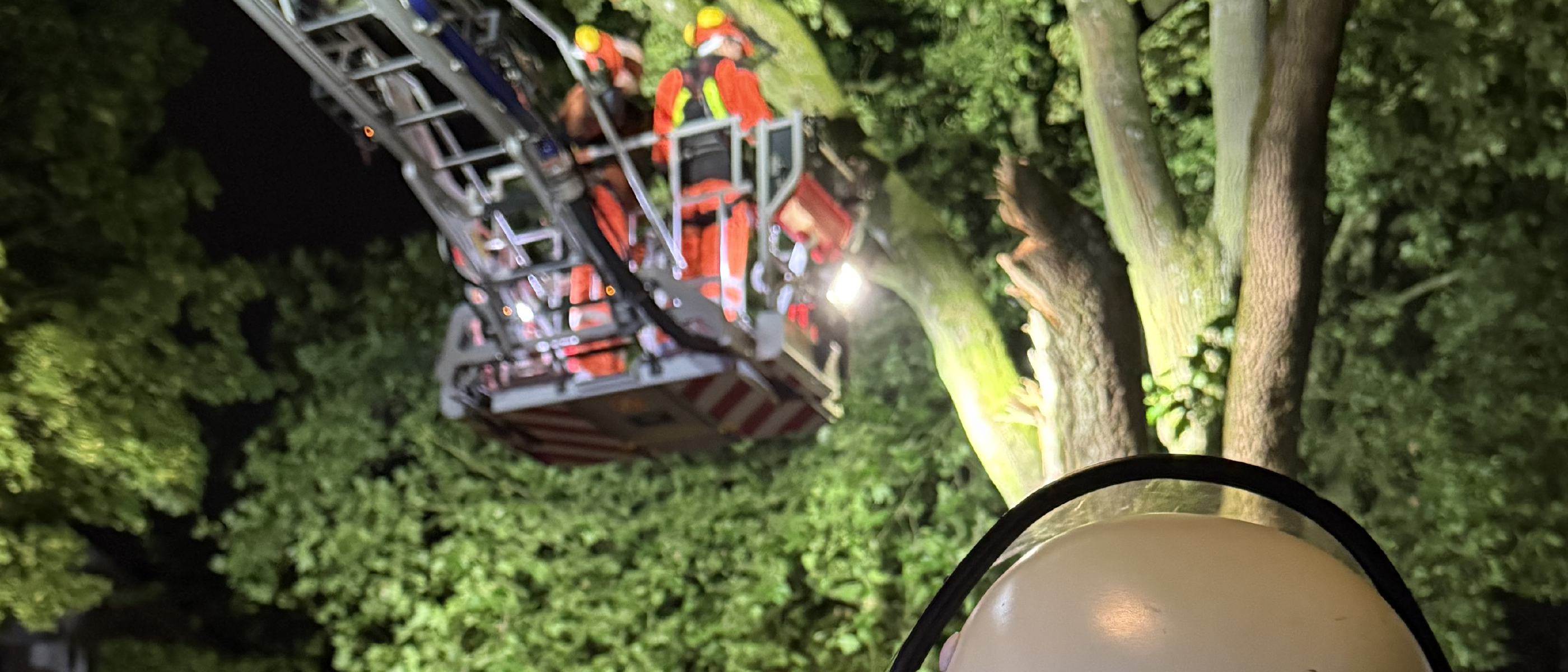20 Meter hoher Ahorn mit Kronenbruch