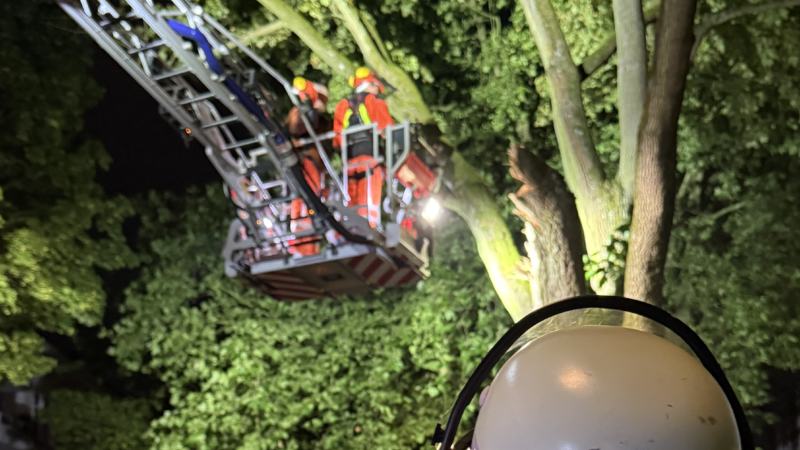 20 Meter hoher Ahorn mit Kronenbruch