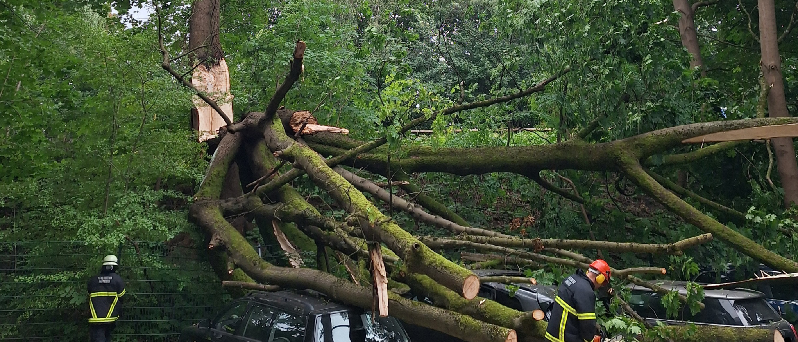 Großer Baum droht über mehrere Bahngleise zu fallen