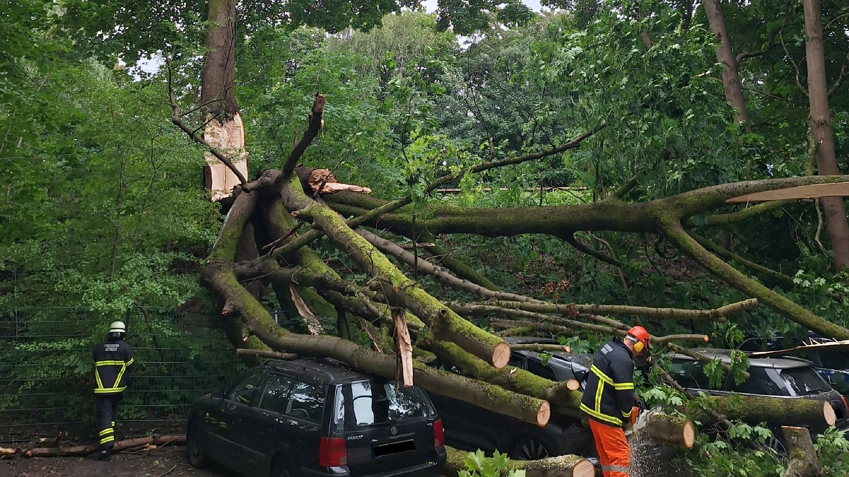 Großer Baum droht über mehrere Bahngleise zu fallen