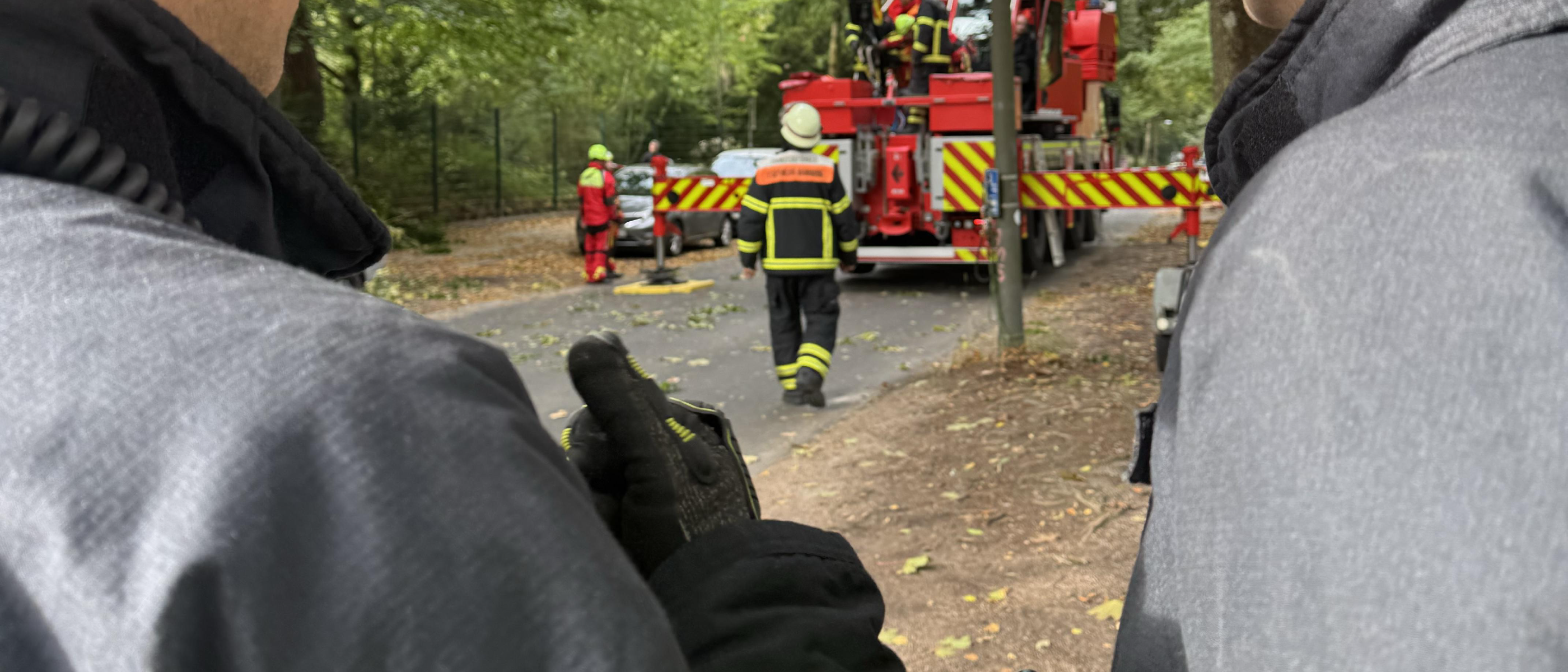 Große gespaltene Buche aus Zoogelände auf Straße gefallen