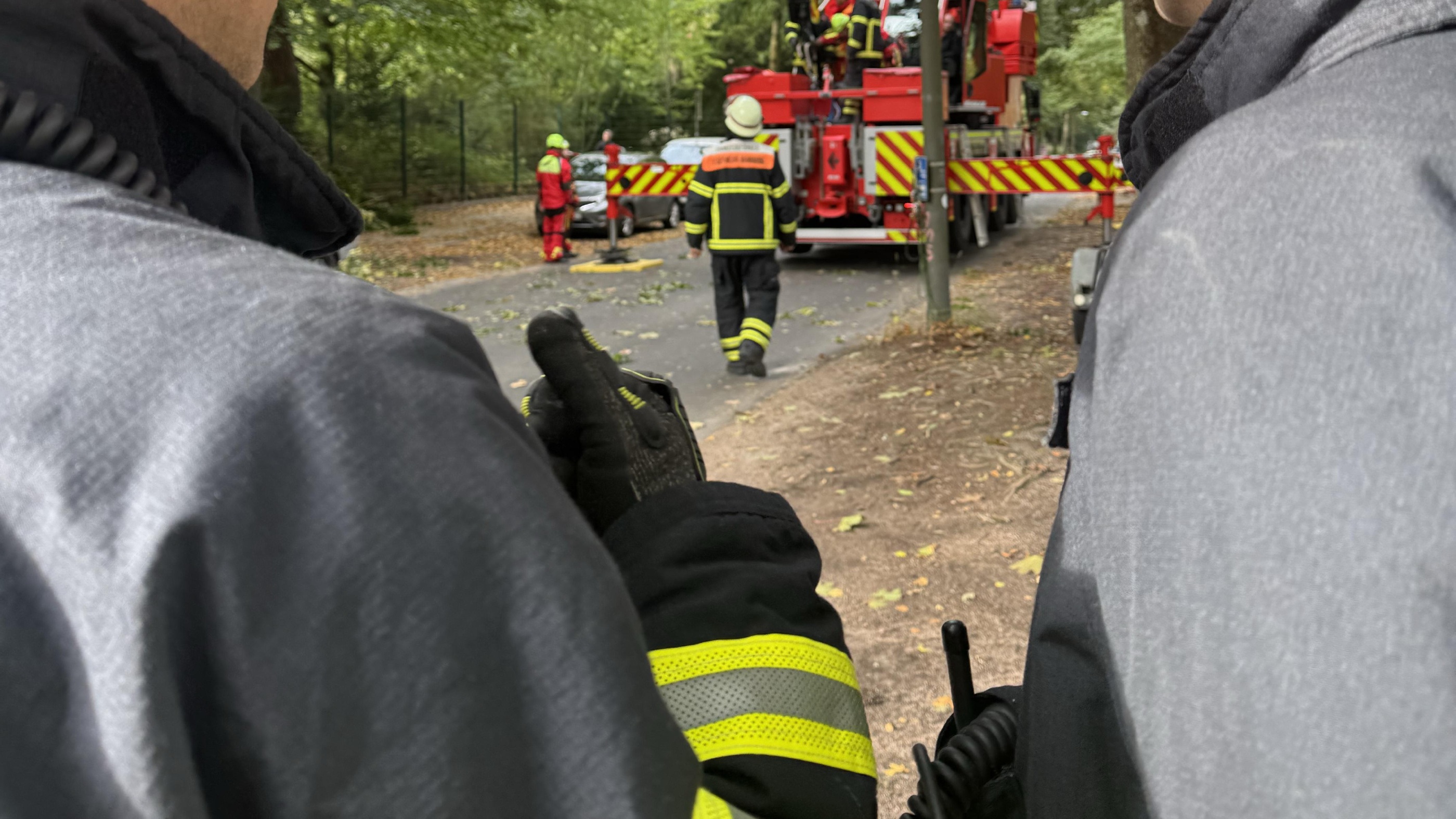 Große gespaltene Buche aus Zoogelände auf Straße gefallen