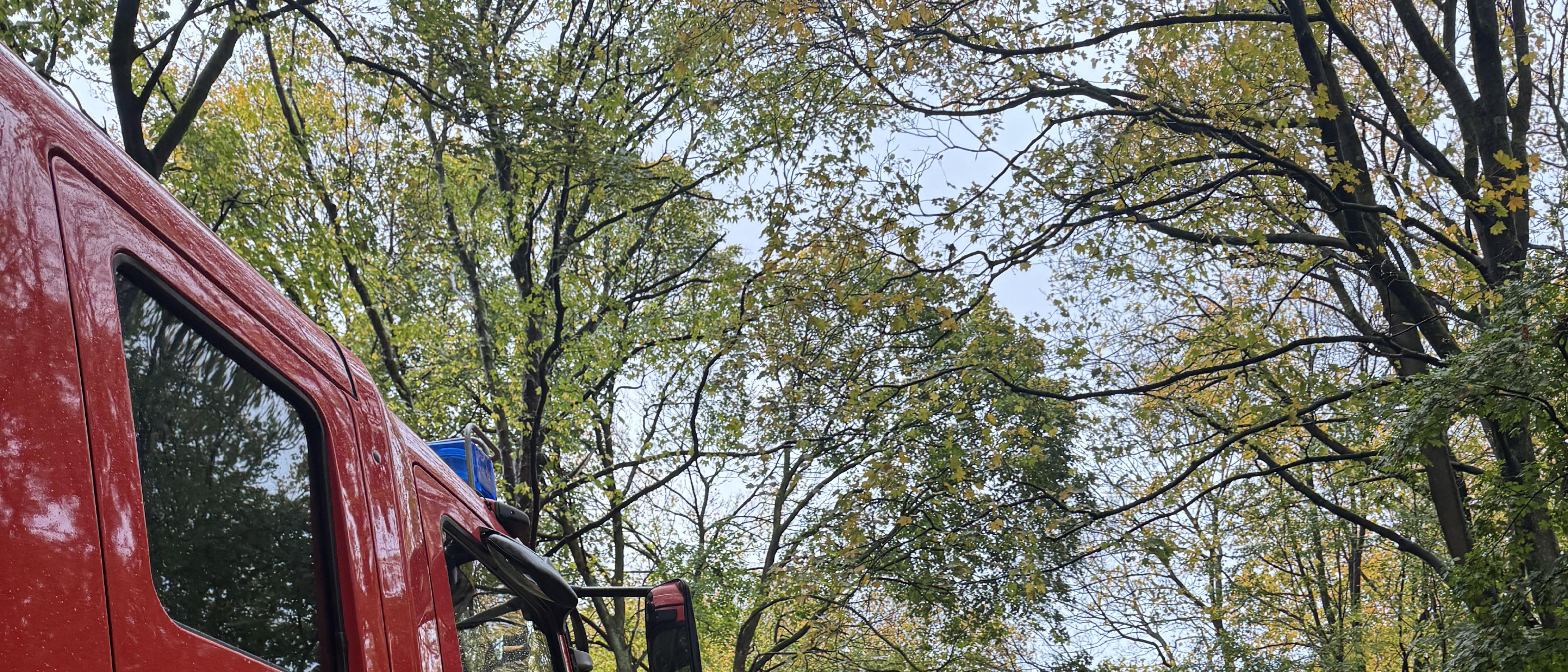 Großer gespaltener Ahorn drohte umzustürzen