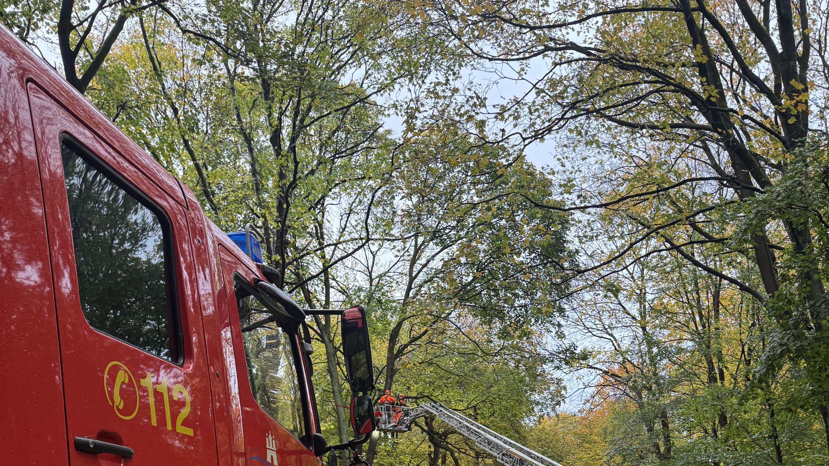 Großer gespaltener Ahorn drohte umzustürzen